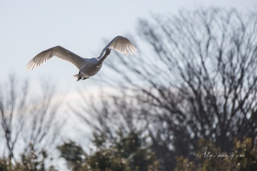 田尻池の白鳥